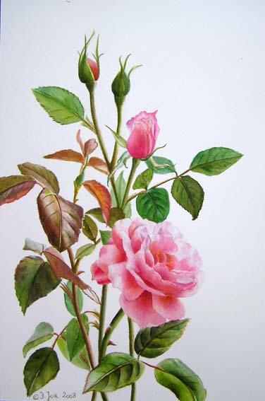 Pink Romantic Rose in watercolor - Botanical Study - Lesson and
