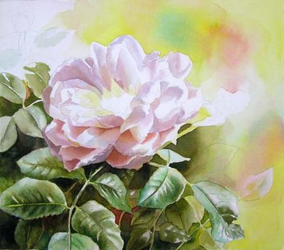 WIP Photos of my Rose Painting - Watercolor & Oil Paintings of Roses ...