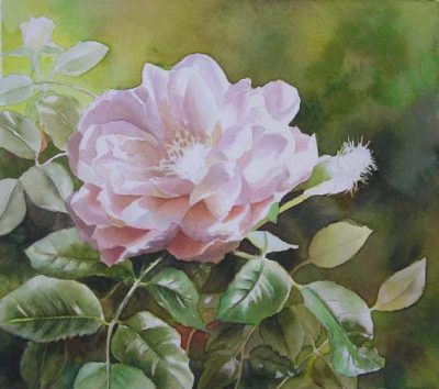 WIP Photos of my Rose Painting | Watercolor & Oil Paintings of Roses ...