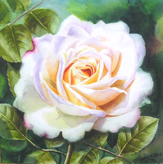 White Rose Painting For Watercolor Dvd Watercolor And Oil Paintings Of