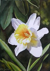 Daffodil - flower painting by Doris Joa