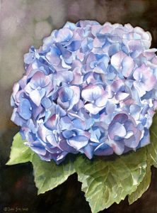 Blue Hydrangea painting in watercolor by Doris Joa