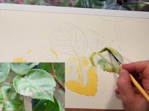 Watercolor DVD How to paint Leaves - Watercolor Lesson