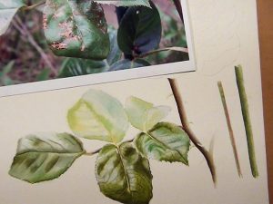 How to paint leaves - Watercolor Lesson on DVD and Online Lesson