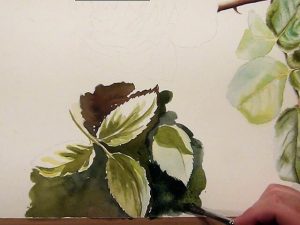 Learn how to paint realistic and painterly leaves - 5 Leaf Studies explained