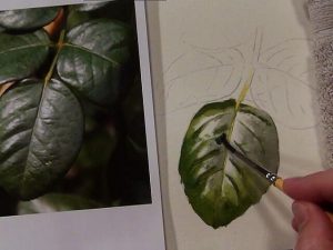 Watercolor painting DVD on painting leaves