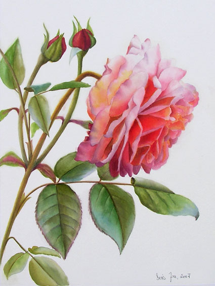 Botanical Watercolor Painting Study with white background, pink coloured  warm rose, realistic style - Watercolor & Oil Paintings of Roses and  Flowers, DVDs & Online Videos, Free Lessons