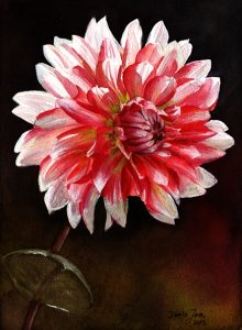 Red white Dahlia in watercolor - flower painting by Doris Joa