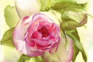 Eden-Rose-in watercolor by Doris Joa