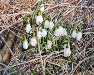 Snowdrops in watercolor - painting by Doris Joa