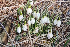 snowdrops in watercolor - realistic watercolor painting by Doris Joa