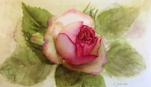 Eden Rose in watercolor - Pink Rose Painting