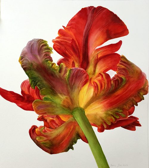 Parrot- Tulip - Botanical art - Flower Painting on white background ...