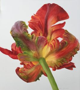Parrot- Tulip - Botanical art - Flower Painting on white background
