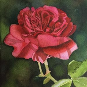 Small red rose painting in watercolor