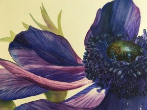 detail of blue anemone flower painting in watercolor