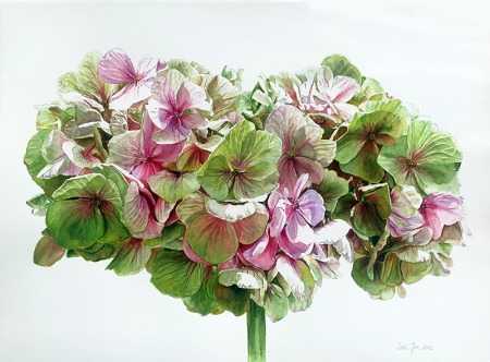 bunch of green pink hydrangea by Doris Joa in watercolor