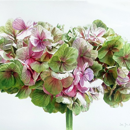 bunch of green pink hydrangea by Doris Joa in watercolor