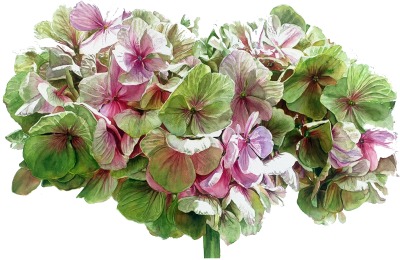 Large hydrangea painting, realism in watercolor