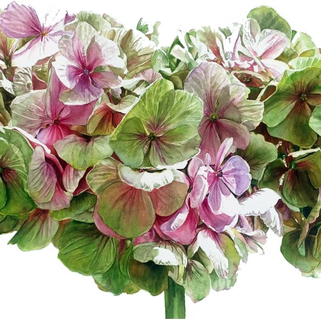 Large hydrangea painting, realism in watercolor