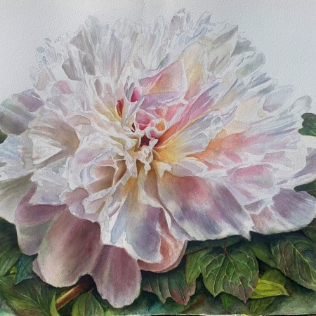 white peony painting in watercolor