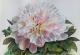 white peony painting in watercolor