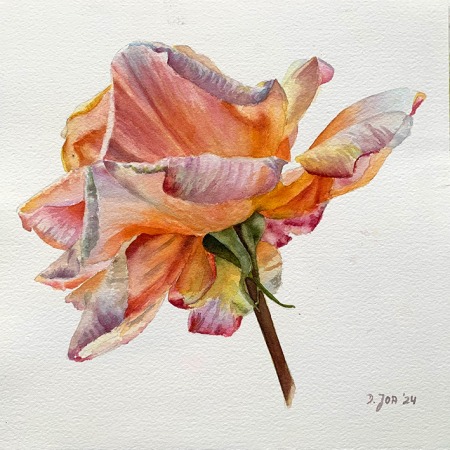 apricot coloured rose in watercolor