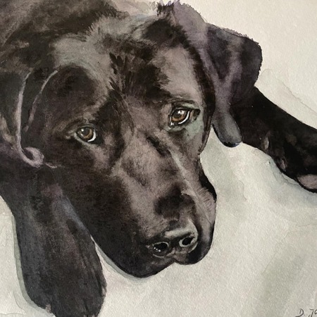 black labrador painting in watercolor