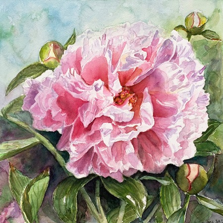 pink peony painting with leaves and background in watercolor