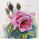 pink rose painting with ink and watercolor