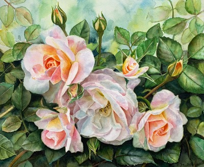 white apricot roses in watercolor