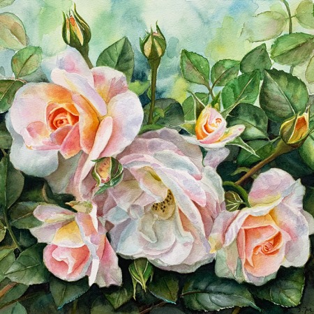 white apricot roses in watercolor