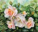 white apricot roses in watercolor