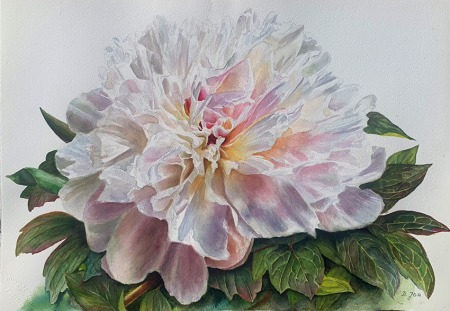 white peony painting on white background in watercolor