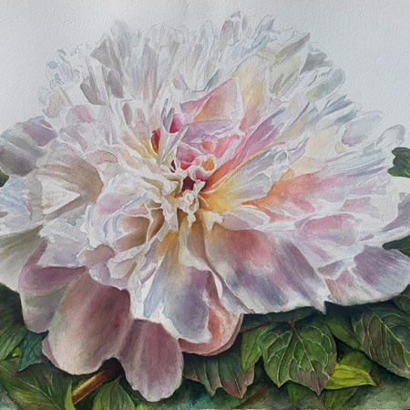 white peony painting on white background in watercolor