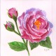 pink rose in watercolor