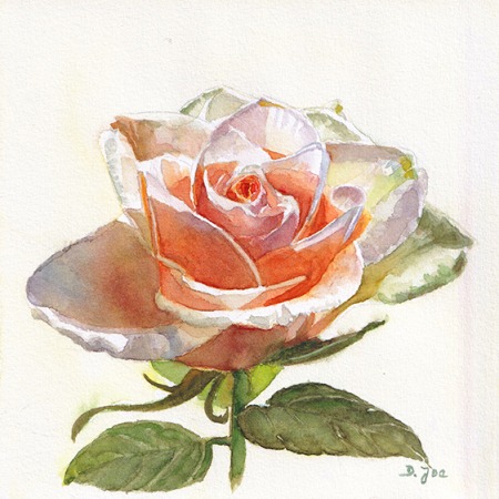 white orange apricot rose in watercolor small painting