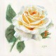 white yellow rose in watercolor