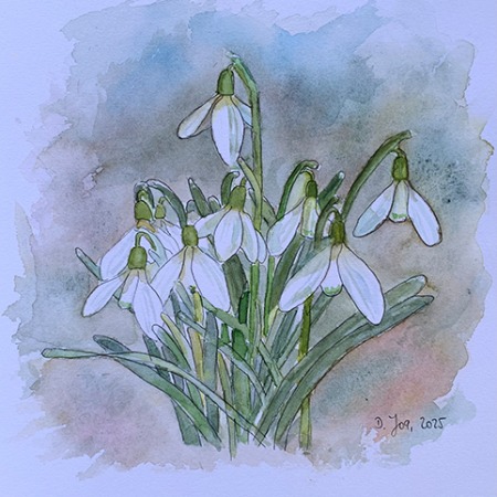 snowdrops in watercolor and ink