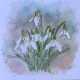 snowdrops in watercolor and ink