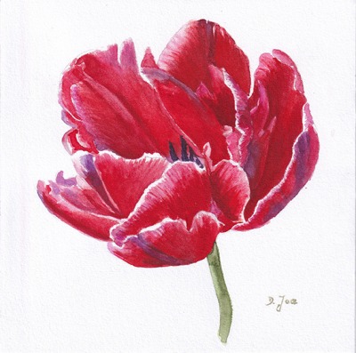 small red tulip painting in watercolor by Doris Joa